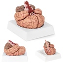 Cilvēka smadzeņu anatomiskais modelis 9 elementi mērogā 1:1