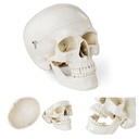 Cilvēka galvaskausa anatomiskais modelis mērogā 1:1 + zobi 3 gab.