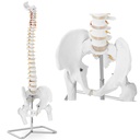 Anatomical model of human spine with male pelvis 86 cm