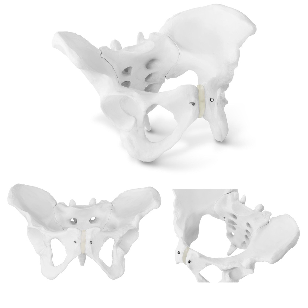 Sievietes iegurņa anatomiskais modelis 1:1 mērogā