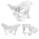 1:1 mastelio anatominis moters dubens modelis