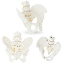 Anatomical model of the male pelvis with lumbar vertebrae in 1:1 scale