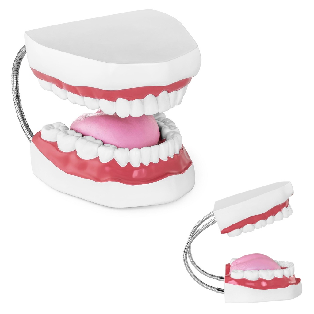 Anatomical model of the human jaw in 2:1 scale