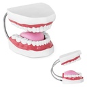 Anatomical model of the human jaw in 2:1 scale
