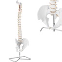 Anatomical model of the human spine with the male pelvis 76 cm