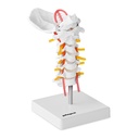 Anatomical model of the cervical section of the human spine in 1:1 scale