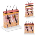 Cilvēka ādas šķērsgriezuma anatomiskais modelis