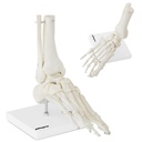 Anatomical model of the ankle joint in 1:1 scale