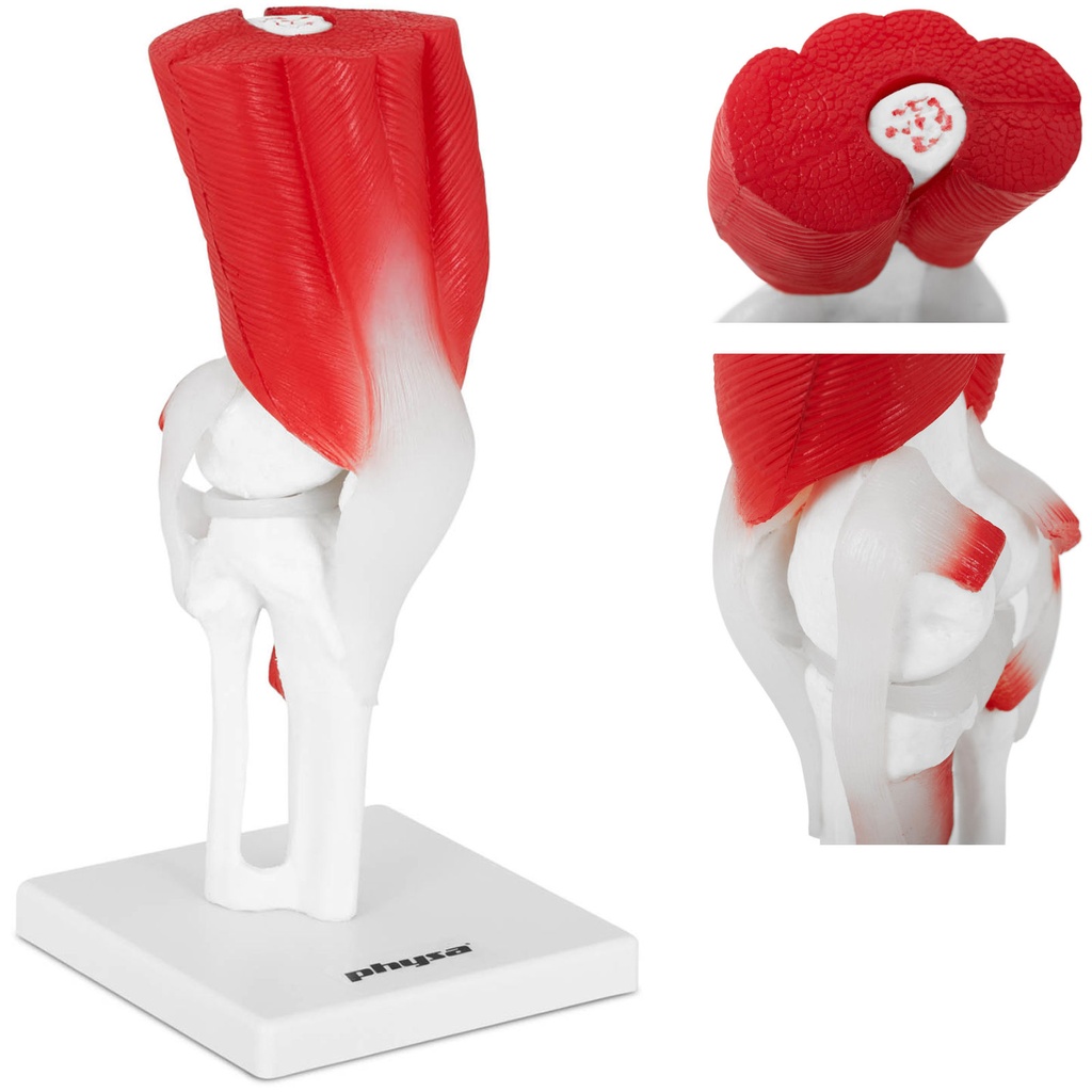 3D anatomical model of the knee joint in 1:1 scale