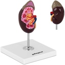 3D anatomical model of the kidney in 1:1 scale