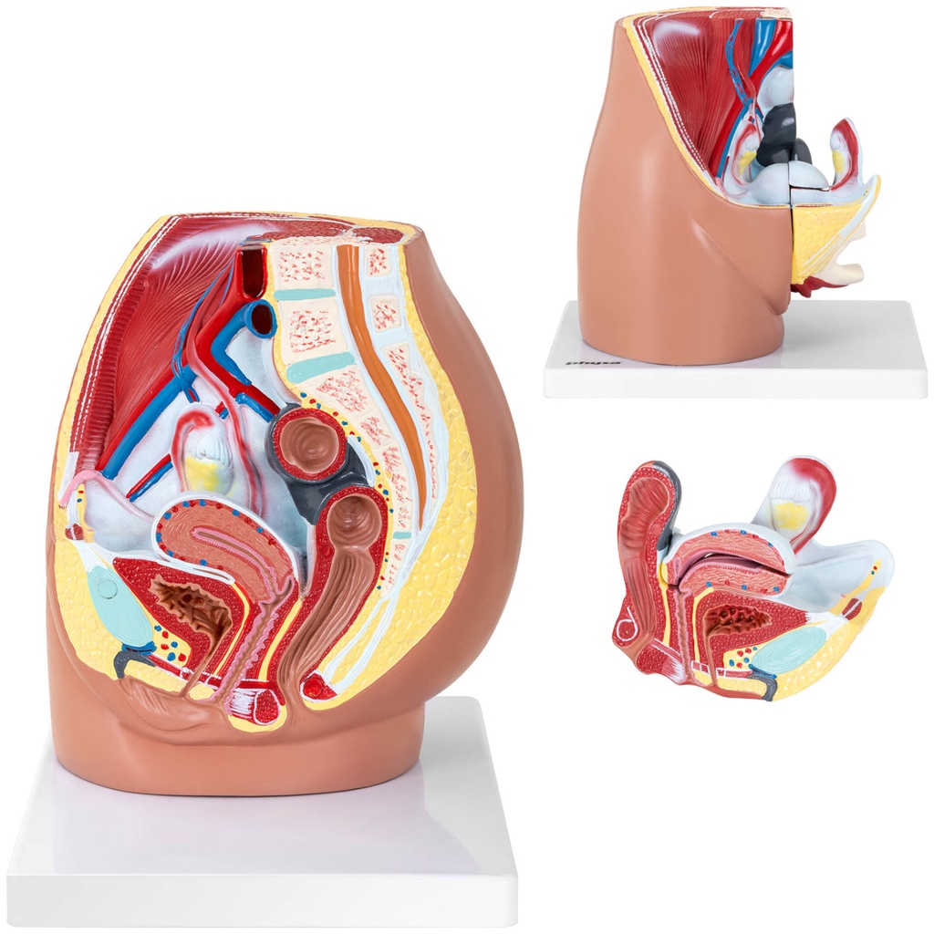 3D anatomical model of the female pelvis in 1:1 scale