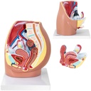 3D anatomical model of the female pelvis in 1:1 scale