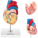 Cilvēka sirds 3D anatomiskais modelis