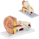 3D anatomical model of the human ear