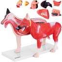 3D anatomical model of a dog with removable organs