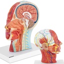 3D anatomical model of the human head and neck scale 1:1