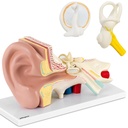 3D anatomical model of the human ear with removable elements 3:1 scale