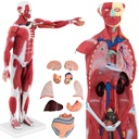 3D anatomical model of the human body 27 elements 76 cm