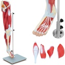 3D anatomical model of human leg muscles