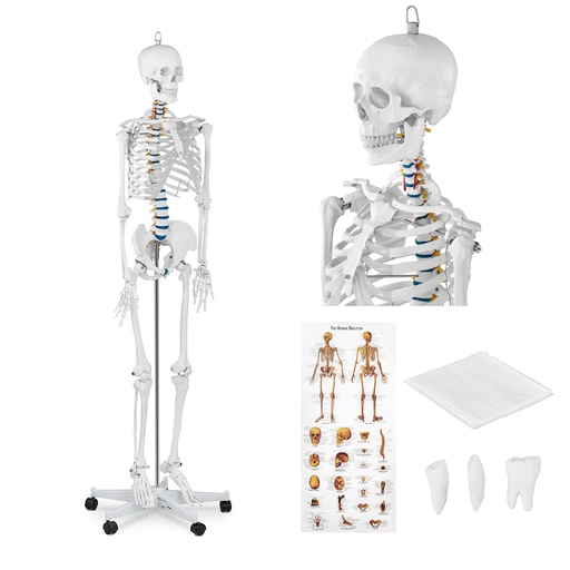 Cilvēka skeleta anatomiskais modelis 176 cm + Anatomiskais plakāts