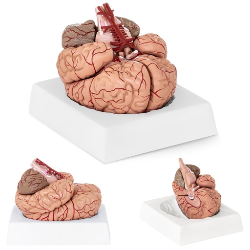 Cilvēka smadzeņu anatomiskais modelis 9 elementi mērogā 1:1