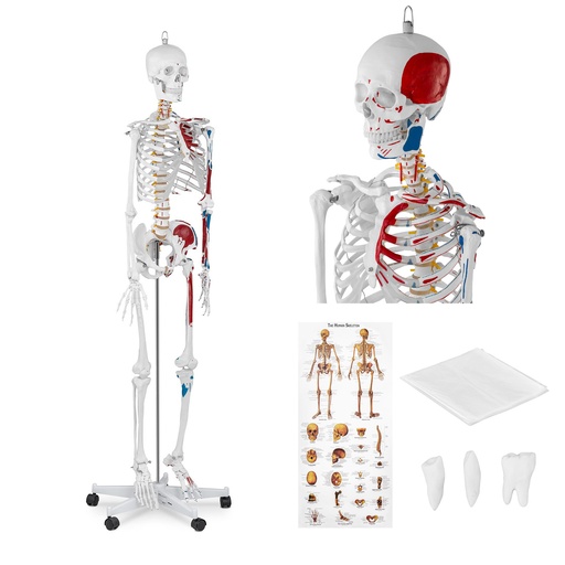 Cilvēka skeleta anatomiskais modelis 180 cm + Anatomiskais plakāts