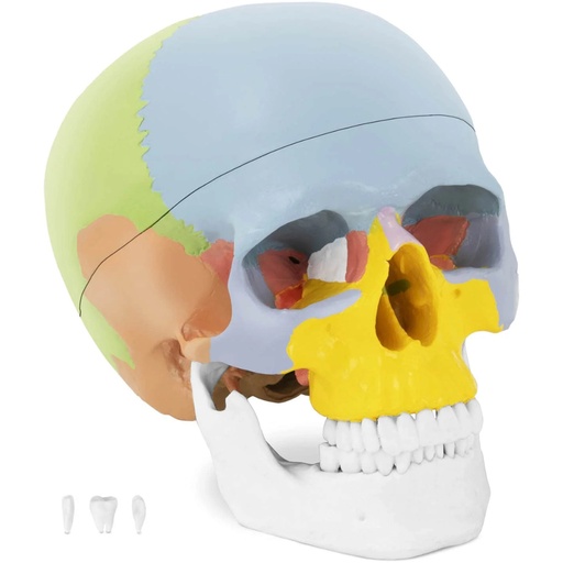 Krāsains cilvēka galvaskausa anatomiskais modelis mērogā 1:1 + zobi 3 gab.