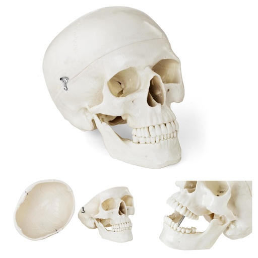 Anatomical model of the human skull in 1:1 scale + Teeth 3 pcs.