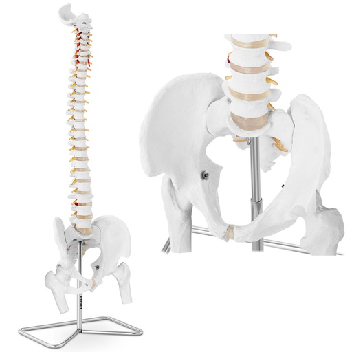 Anatomical model of human spine with male pelvis 86 cm