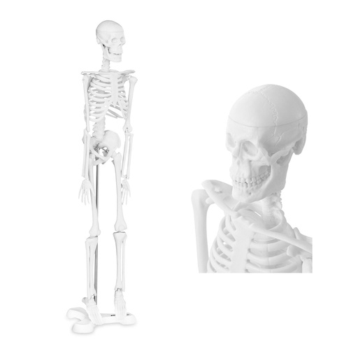 Anatominis žmogaus skeleto modelis 47 cm