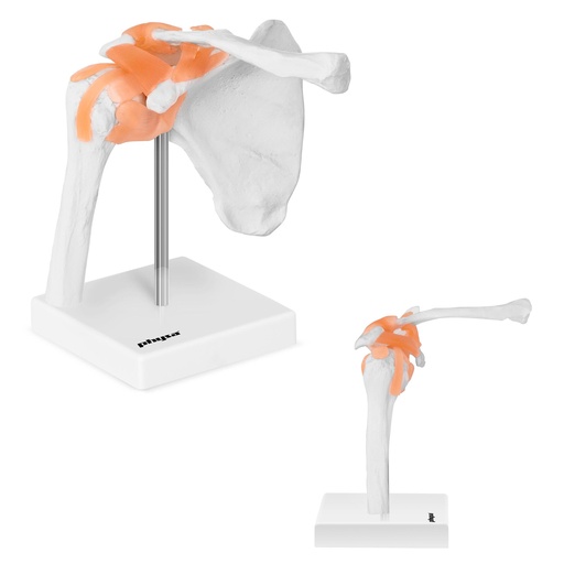 1:1 mastelio anatominis peties sąnario modelis