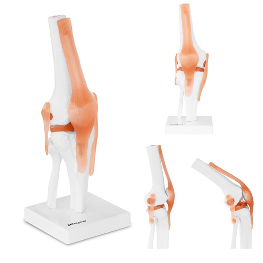 1:1 mastelio kelio sąnario anatominis modelis
