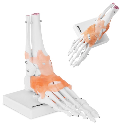 Čiurnos sąnario su raiščiais 1:1 mastelio anatominis modelis