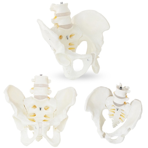 Anatomical model of the male pelvis with lumbar vertebrae in 1:1 scale