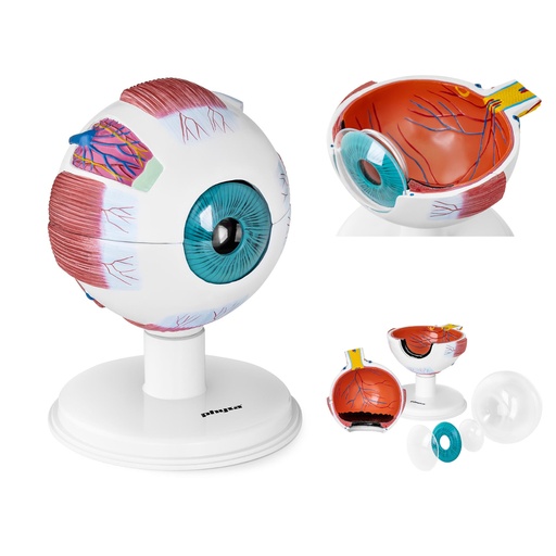 Anatomical model of the human eyeball eye 7 elements