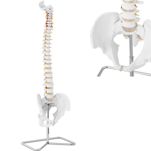 Anatomical model of the human spine with the male pelvis 76 cm