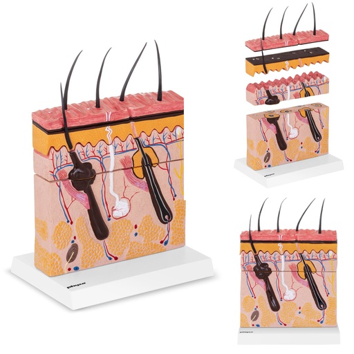 Anatomical model of a cross-section of human skin