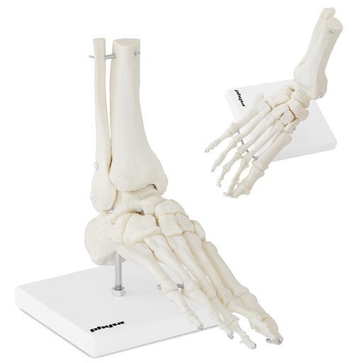 1:1 mastelio anatominis čiurnos sąnario modelis