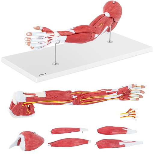 3D anatomical model of the arm in 1:1 scale