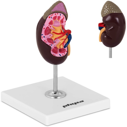 3D anatomical model of the kidney in 1:1 scale