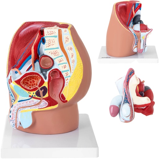 3D anatomical model of the male pelvis in 1:1 scale