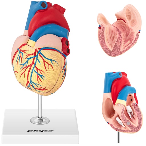 3D anatomical model of the human heart