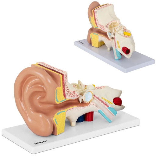 3D anatomical model of the human ear