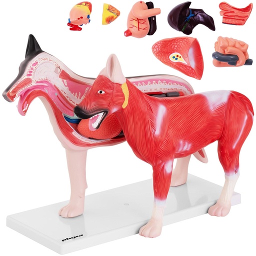 3D anatomical model of a dog with removable organs