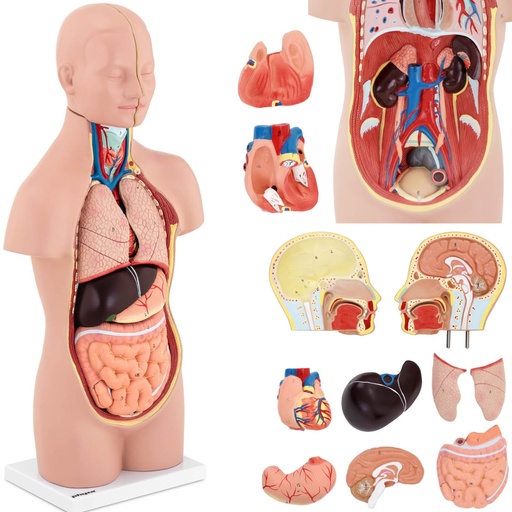 3D anatomical model of the human torso with removable organs