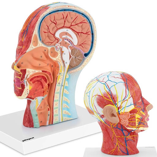 Cilvēka galvas un kakla 3D anatomiskais modelis mērogā 1:1