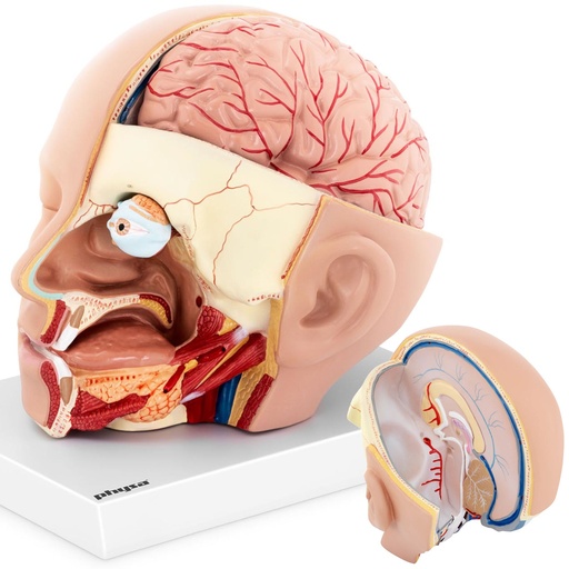 3D anatomical model of the human head and brain scale 1:1