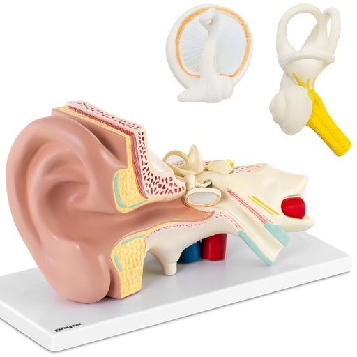 3D anatomical model of the human ear with removable elements 3:1 scale