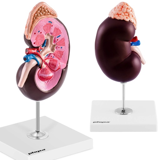 3D anatomical model of the human kidney scale 1.5:1