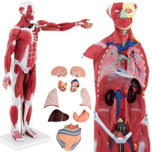 3D anatomical model of the human body 27 elements 76 cm